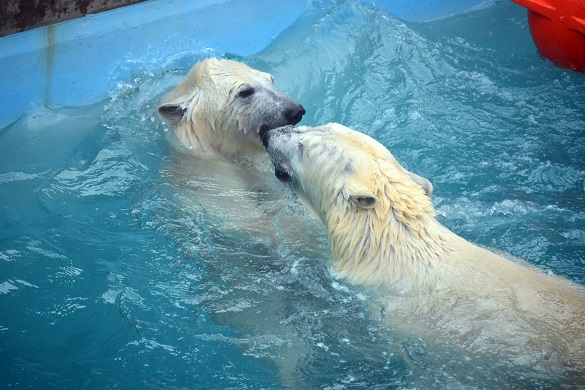 冬の日の日本海と男鹿水族館、そして別れの迫ったクルミとミルクの母娘 ~ 感傷の存在しない爽やかさ_a0151913_2349572.jpg