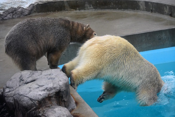 冬の日の日本海と男鹿水族館、そして別れの迫ったクルミとミルクの母娘 ~ 感傷の存在しない爽やかさ_a0151913_23504321.jpg