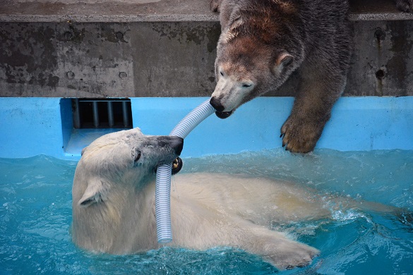 冬の日の日本海と男鹿水族館、そして別れの迫ったクルミとミルクの母娘 ~ 感傷の存在しない爽やかさ_a0151913_23505352.jpg