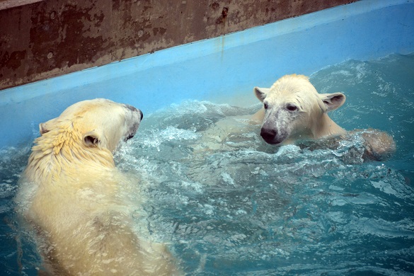 冬の日の日本海と男鹿水族館、そして別れの迫ったクルミとミルクの母娘 ~ 感傷の存在しない爽やかさ_a0151913_2350679.jpg