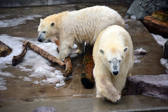 冬の日の日本海と男鹿水族館、そして別れの迫ったクルミとミルクの母娘 ~ 感傷の存在しない爽やかさ_a0151913_23512535.jpg