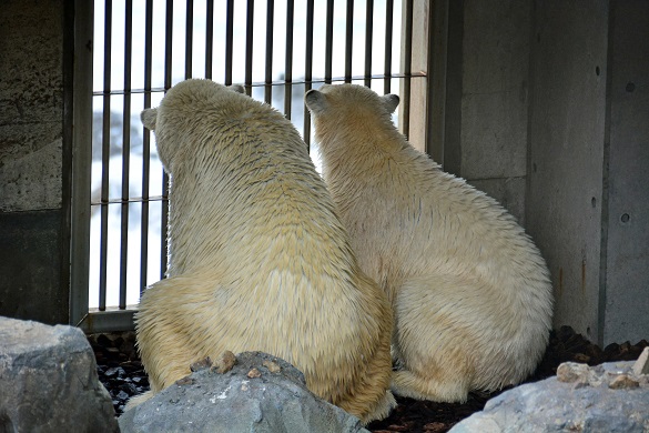 冬の日の日本海と男鹿水族館、そして別れの迫ったクルミとミルクの母娘 ~ 感傷の存在しない爽やかさ_a0151913_23514782.jpg