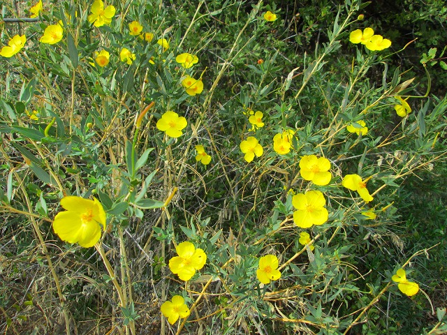 20マイルの大ループ　　　　　Dripping Springs Trail Loop　in Agua Tibia Mountain_f0308721_1426369.jpg