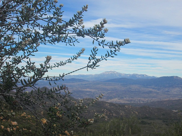 20マイルの大ループ　　　　　Dripping Springs Trail Loop　in Agua Tibia Mountain_f0308721_1484881.jpg