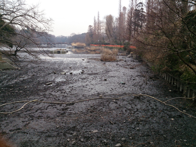 井の頭公園の池で「かいぼり」_e0098223_18494627.jpg