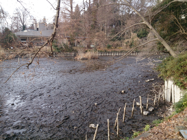 井の頭公園の池で「かいぼり」_e0098223_18521670.jpg