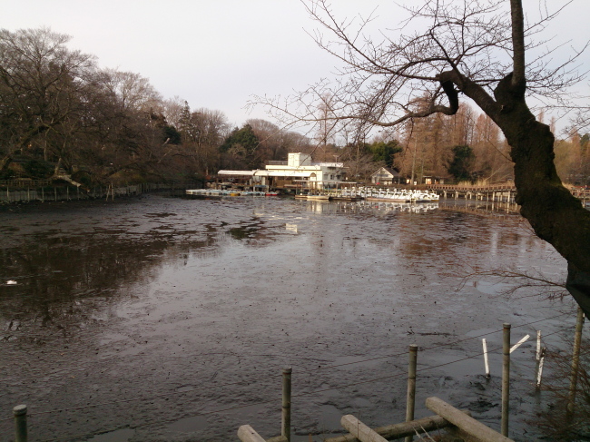 井の頭公園の池で「かいぼり」_e0098223_185306.jpg