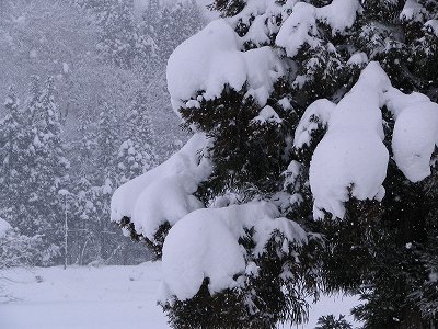 いまのところ、今年は小雪です_d0015124_1443233.jpg