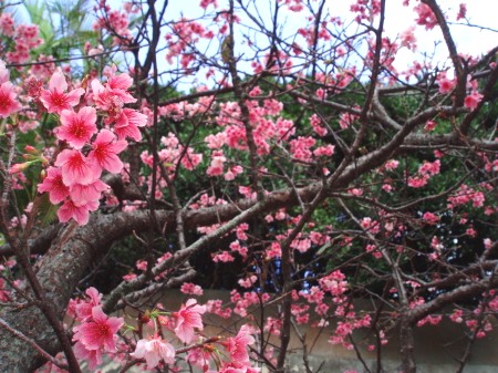 １４．１．２５　桜咲いてます。_b0100730_2053493.jpg