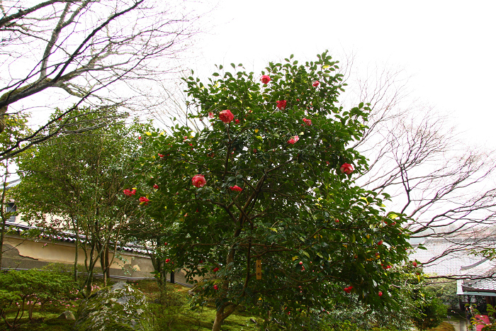 桜の哲学の路 －霊鑑寺（春の特別公開）－_b0169330_215632.jpg