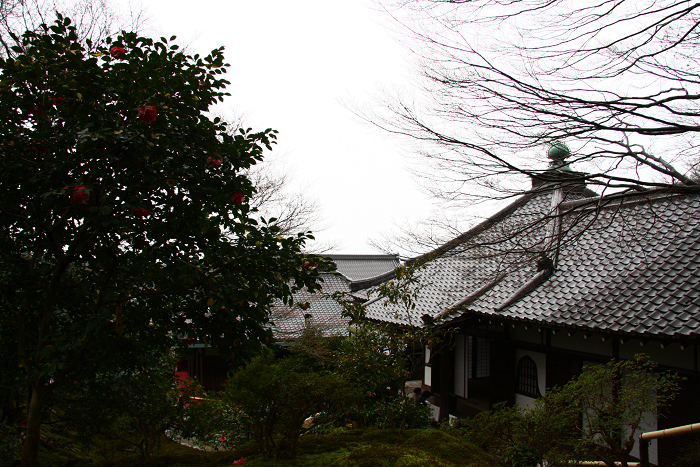 桜の哲学の路 －霊鑑寺（春の特別公開）－_b0169330_2156892.jpg