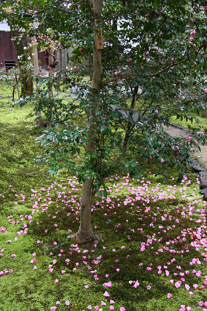 桜の哲学の路 －霊鑑寺（春の特別公開）－_b0169330_2157268.jpg