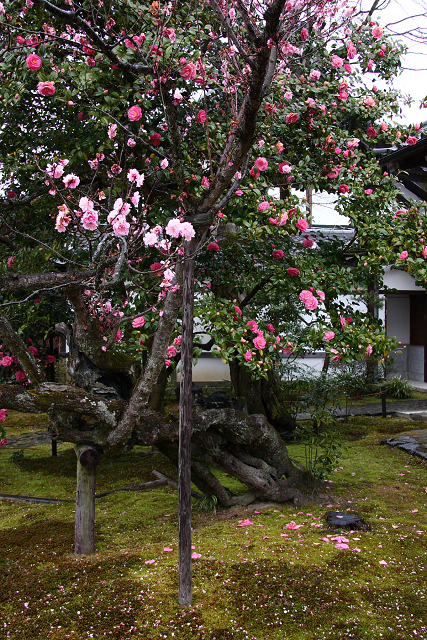 桜の哲学の路 －霊鑑寺（春の特別公開）－_b0169330_2243647.jpg