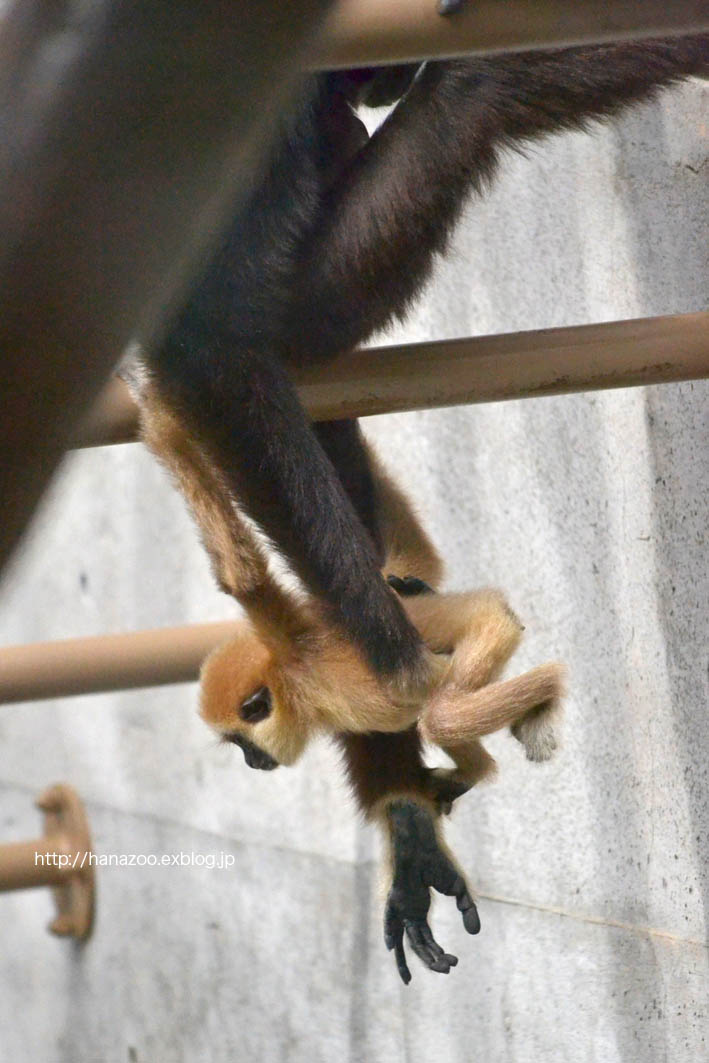 テナガザルとコロブスの赤ちゃん 今日ものんびり動物園 テナガザルとコロブスの赤ちゃん 今日ものんびり動物園