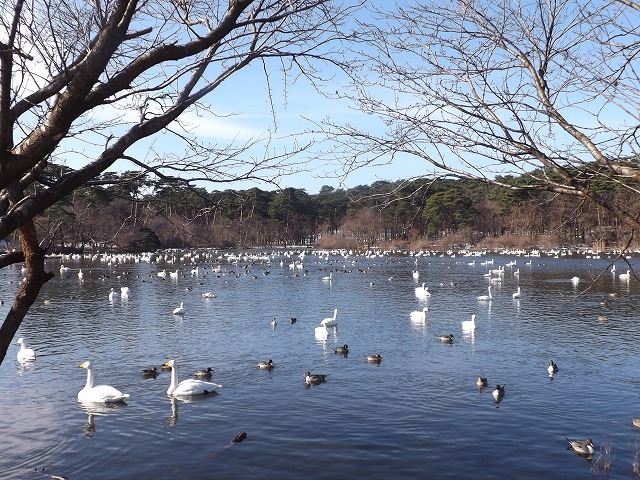 お幕場・大池に憩う_a0220537_11472473.jpg