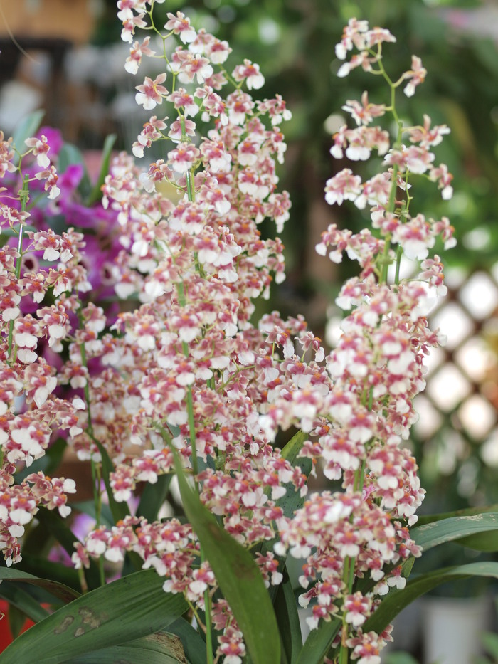 オンシジューム ボジョレー 時々の花