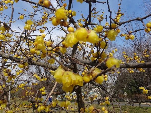 大和民俗公園の蝋梅と絵馬、縁起物_b0299042_17155486.jpg