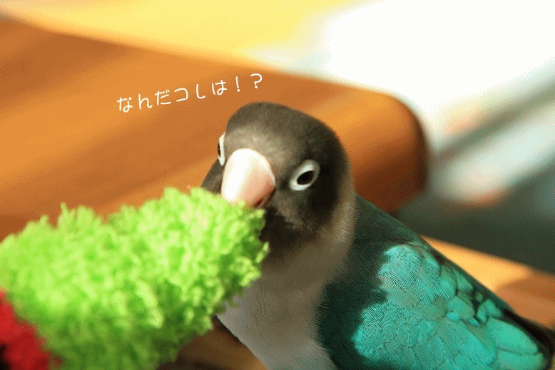 c0145250_1642279.gif