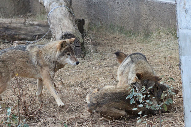 冬の狼たち げに恐ろしきは 続 動物園ありマス