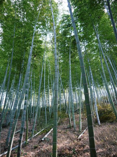 幻の白い「長生たけのこ」 たけのこ畑をプロデュース!その3(伐採をしてみよう)_a0254656_18135944.jpg