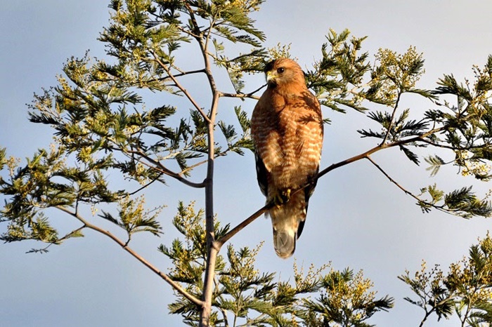 Red-shouldered Hawk_a0126969_6385382.jpg