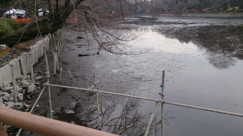 池の底から自転車が・・・・！　　井の頭公園かいぼり作戦_e0212073_1457231.jpg