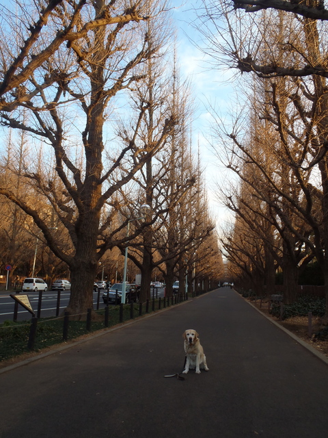 東宮御所（赤坂御用地）は広かった _f0052277_2273293.jpg