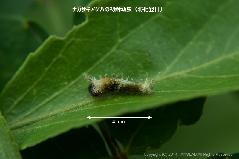 ナガサキアゲハの飼育メモ 前蛹まで 探蝶逍遥記