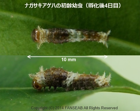 ナガサキアゲハの飼育メモ 前蛹まで 探蝶逍遥記