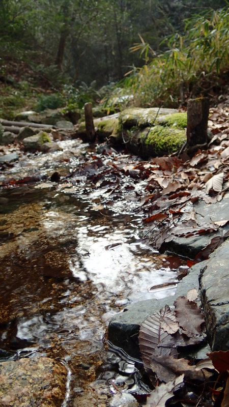 裏山じいさま　山からリタイアだって～_e0024081_14472090.jpg