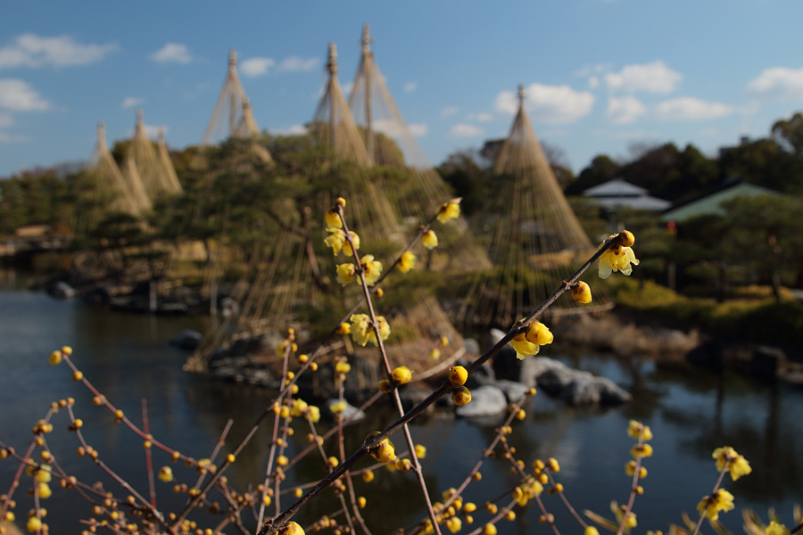 2014.01.13：撮影日和の白鳥庭園で水仙三昧５_c0007190_162425100.jpg