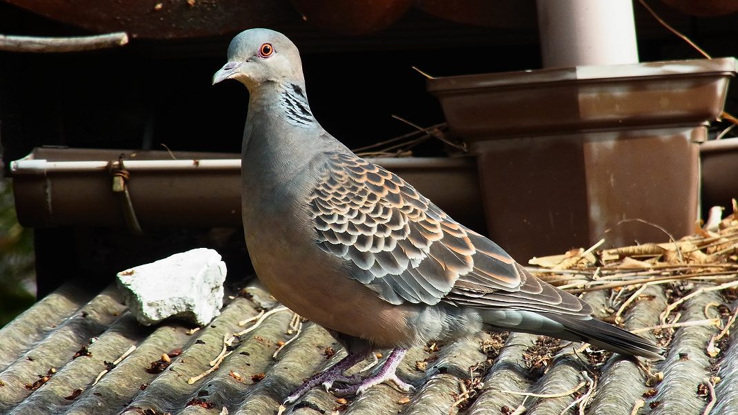 a0152692_1821097.jpg