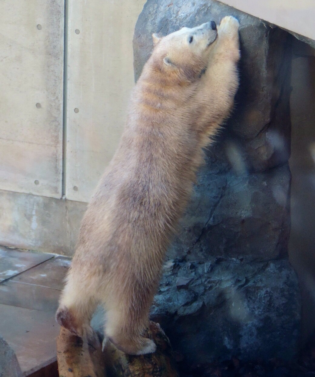 クルミとミルク ｜ 男鹿水族館GAO_e0319302_14392915.jpg