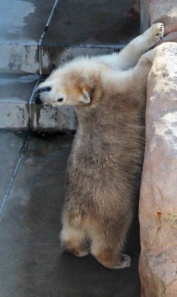 クルミとミルク ｜ 男鹿水族館GAO_e0319302_1439337.jpg