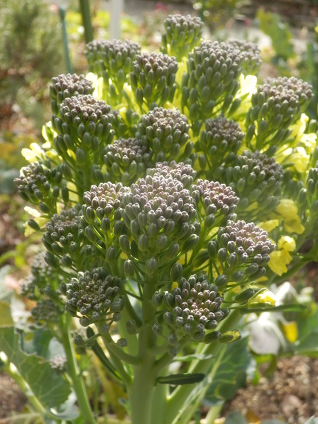 c0062511_965570.jpg