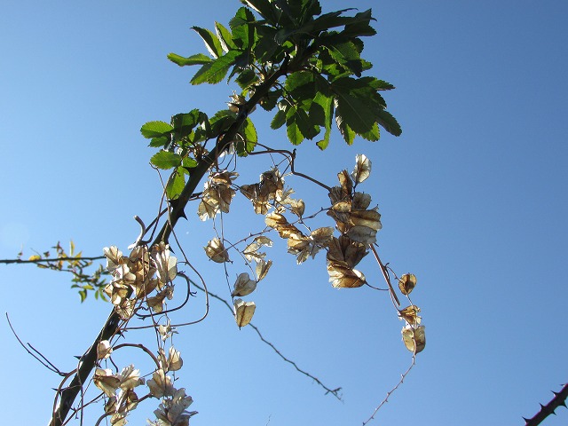 e0321325_1051422.jpg