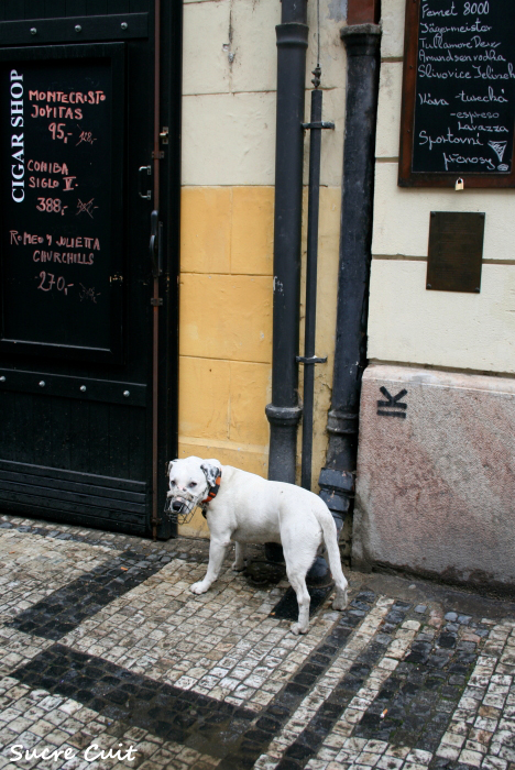 プラハの犬_c0127227_13295859.jpg