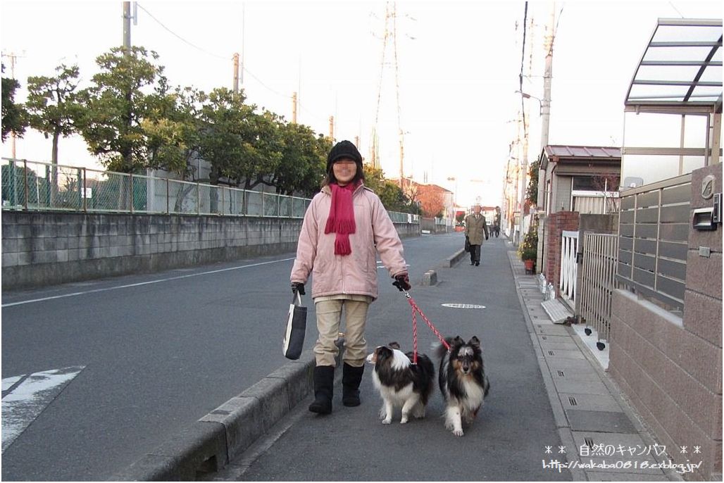 冬の犬の生活（＾－＾；）_e0052135_234204.jpg