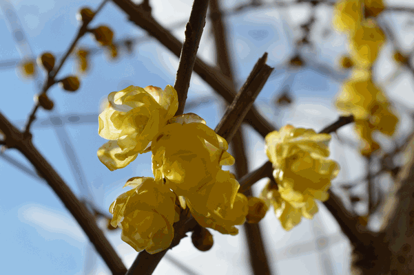 c0136736_8304569.gif