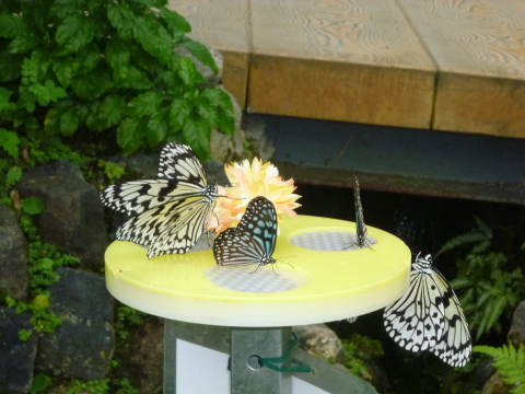 c0179841_18052560.jpg