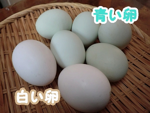 青い卵と白い卵 味の違いは 元気ばばの青春日記 気持ちだけは２０歳