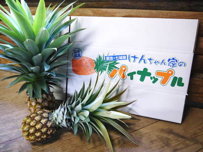 熊本産パイナップル! 熊本でパイナップルを育てて30年の匠!まだまだこれからも研究します!!_a0254656_1902328.jpg