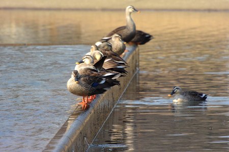 代々木公園の秋2014.１月　散歩_b0208457_1014196.jpg