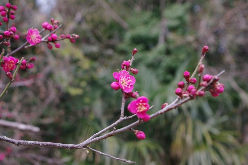 桜はまだかいな！（薩埵峠）_d0164761_847741.jpg