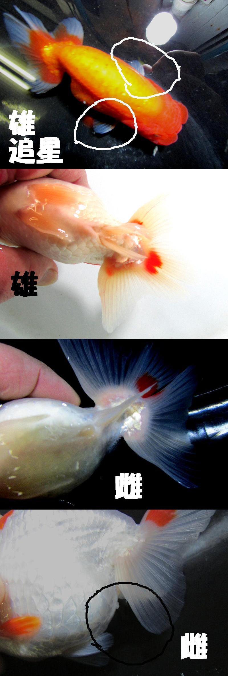 雄と雌の判別の方法 金魚一道ブログ