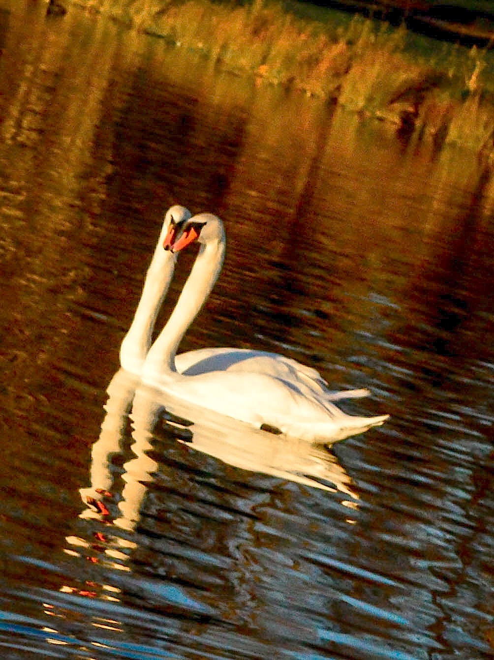 コスメスタン湖公園　- Cosmeston Lakes Country Park -_e0305164_7483355.jpg