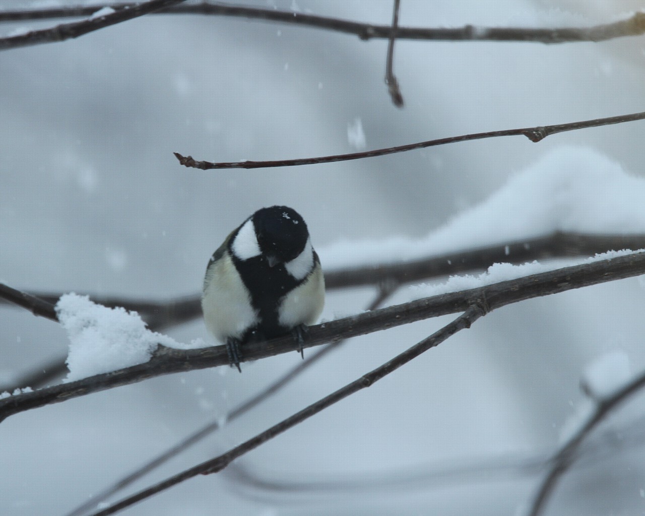 2014年1月雪と鳥シリーズその11：　雪の中のシジュウカラ_f0105570_9363722.jpg