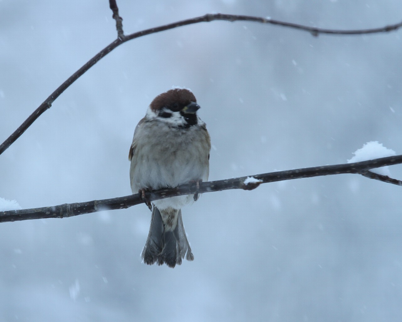 2014年1月雪と鳥シリーズその12：　雪雀_f0105570_94541.jpg