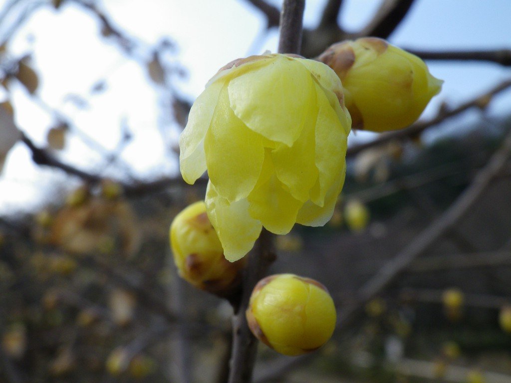 『梅林公園の素心蝋梅（ソシンロウバイ）』_d0054276_20552544.jpg