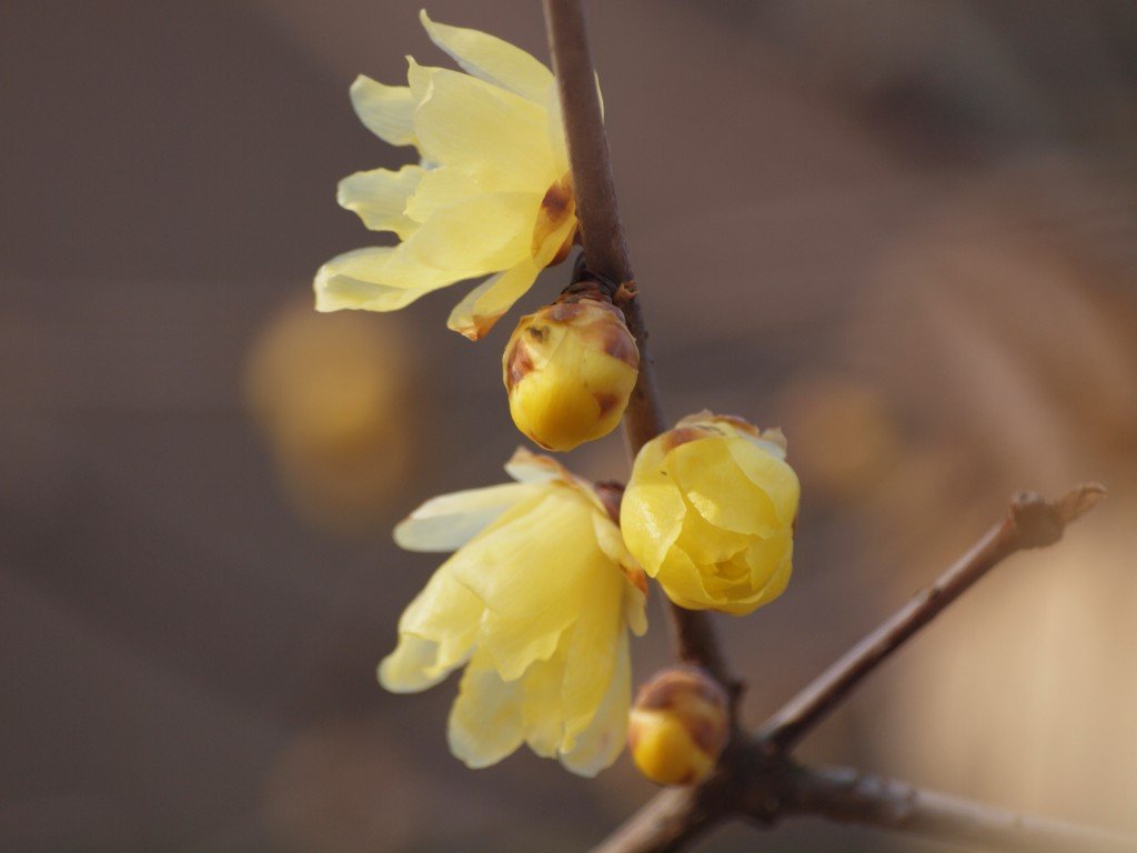 『梅林公園の素心蝋梅（ソシンロウバイ）』_d0054276_20571662.jpg